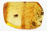 Detailed Fossil Dance Fly (Hybotidae) In Baltic Amber #346639-1